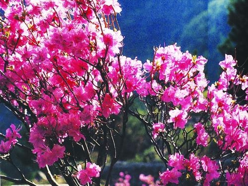 祖山风景区门票预订_河北秦皇岛祖山风景区门