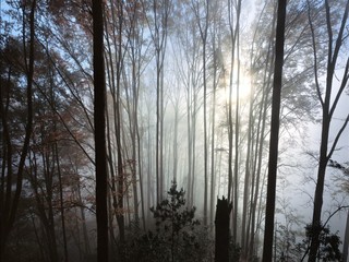 光雾山风景区1