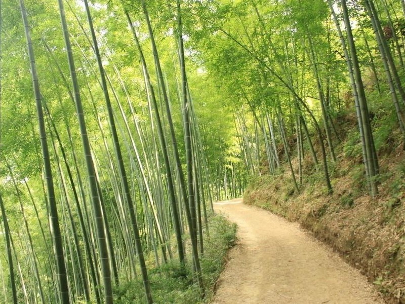 黄土高坡电子琴独奏曲谱