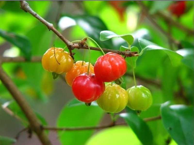 【兴隆热带植物园图片】兴隆热带植物园风景图