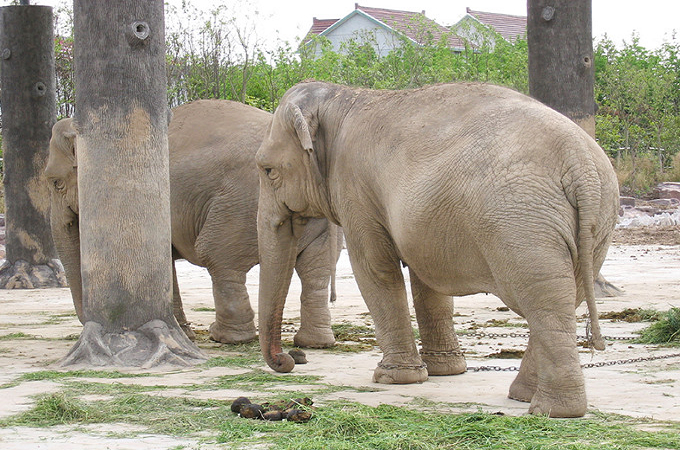 杭州动物园门票价格】2014杭州动物园门票团