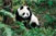 [成都-九寨四飞5日自助游]