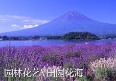 园林花艺/田园花海